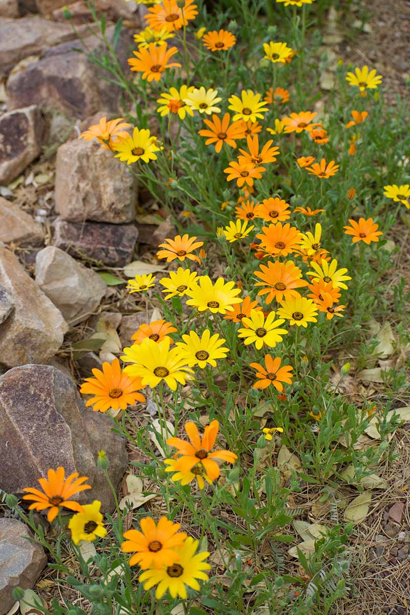 A vertical image of African daisies growing in the garden beside a stone wall.