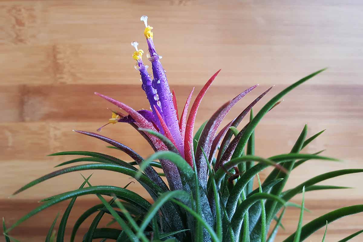 A close up horizontal image of the bright red and purple flowers of an air plant pictured by a wooden wall.