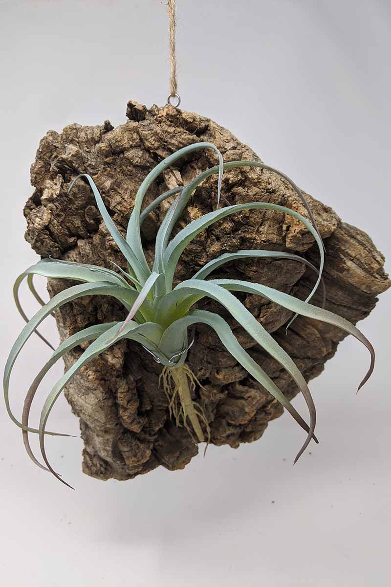 A close up vertical image of an air plant growing on a suspended cork mount.