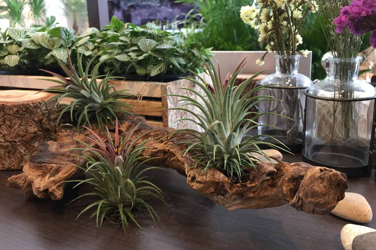 A close up horizontal image of an arrangement of air plants growing on driftwood as a table arrangement.