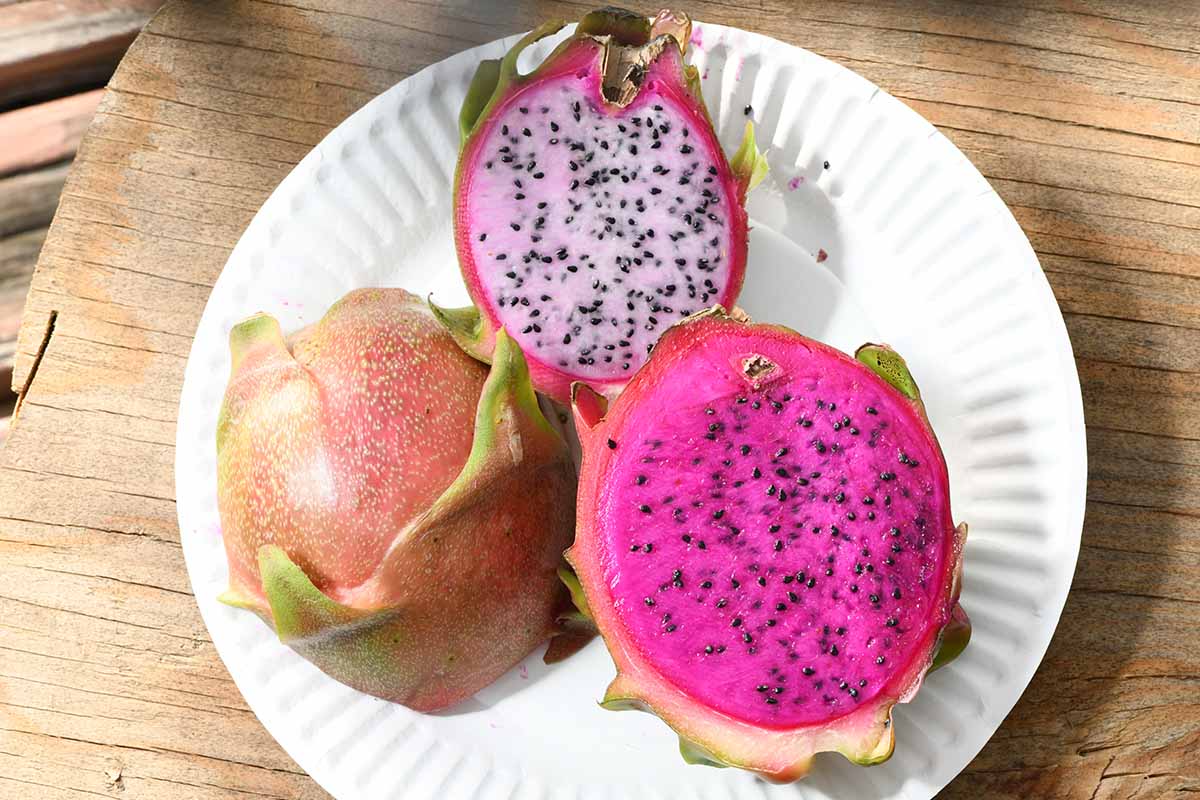 A close up horizontal image of two different types of pitaya cut in half: 'American Beauty' and 'Delight' set on a white plate on a wooden surface.