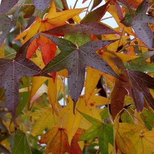 A close up horizontal image of the foliage of American sweetgum in autumn.