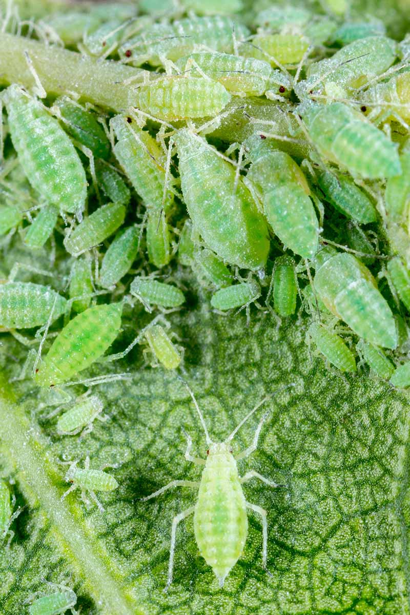 A close up vertical image of a large aphid infestation on the underside of a leaf.