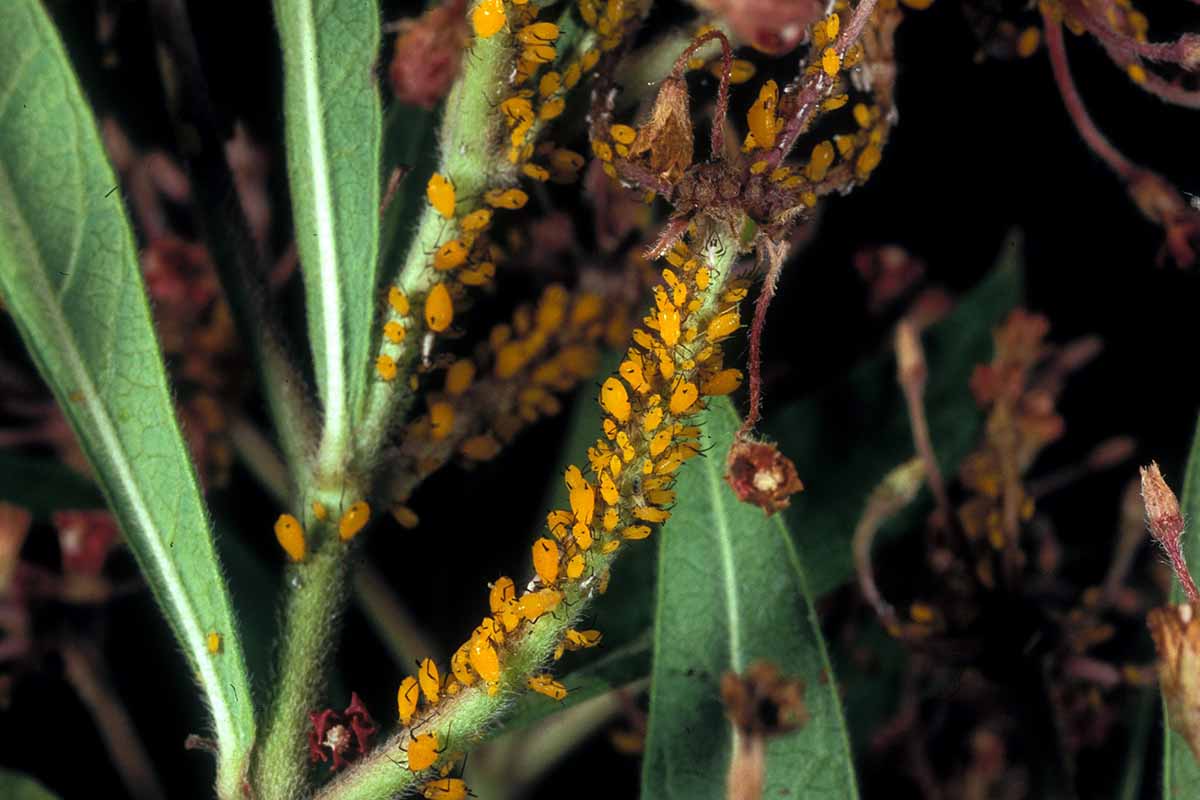 A close up of a gnarly-looking aphid infestation on milkweed plants.