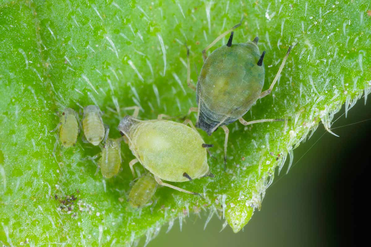 A close up horizontal image of a colony of aphids infesting a leaf.