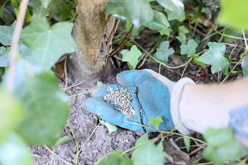 A close up horizontal image of a gloved hand applying granular fertilizer to the base of a plant.