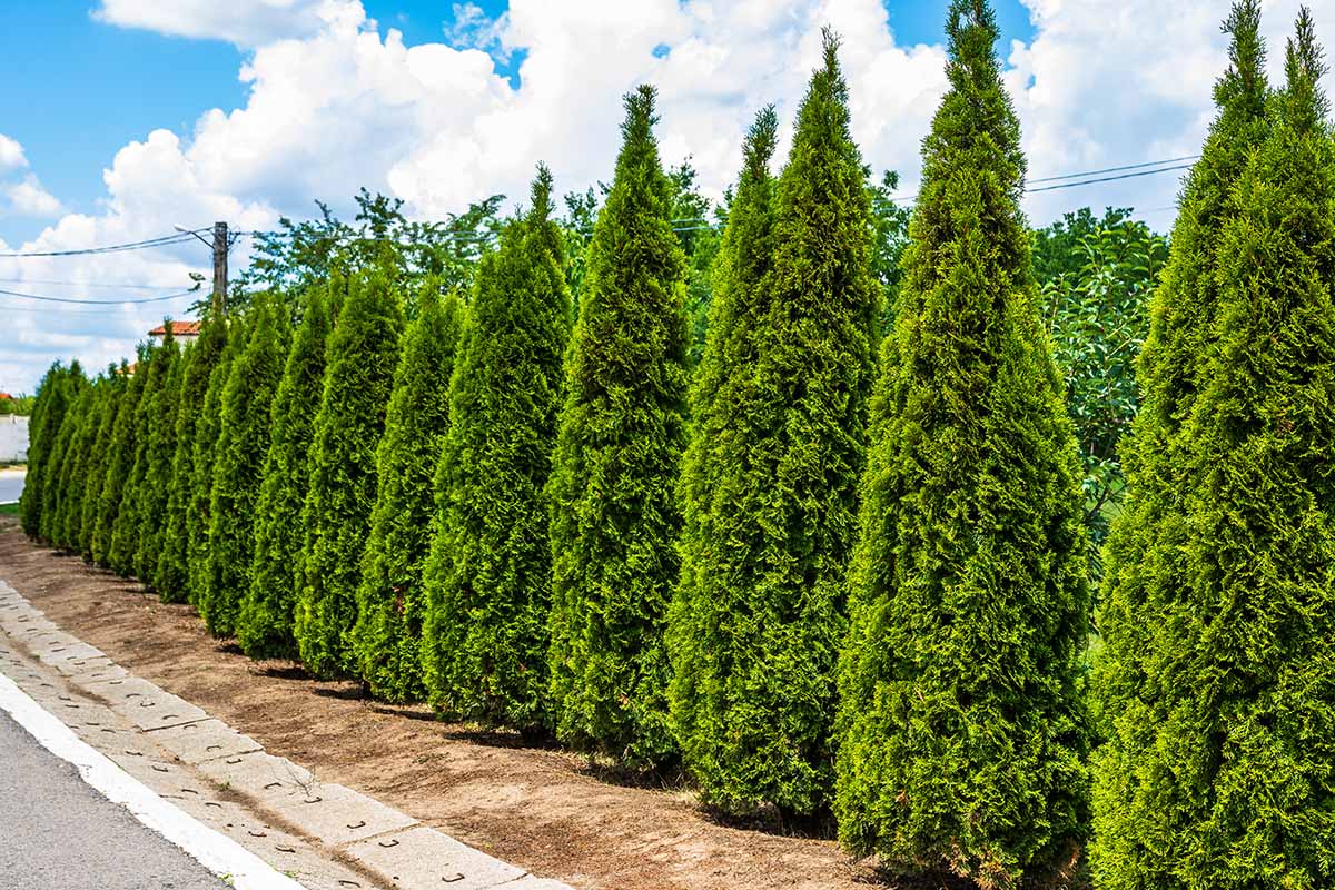 A horizontal image of a hedge of American arborvitae trees growing by the side of a street.