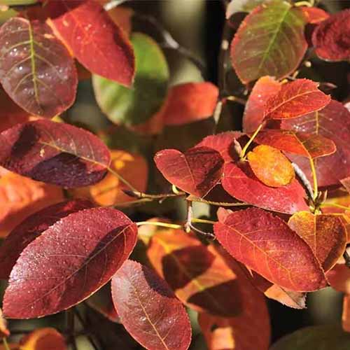 A close up square image of the fall foliage of 'Autumn Brilliance' serviceberry growing in the garden.
