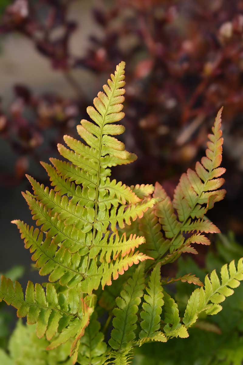 A close up vertical image of the fronds of an autumn fern pictured on a soft focus background.