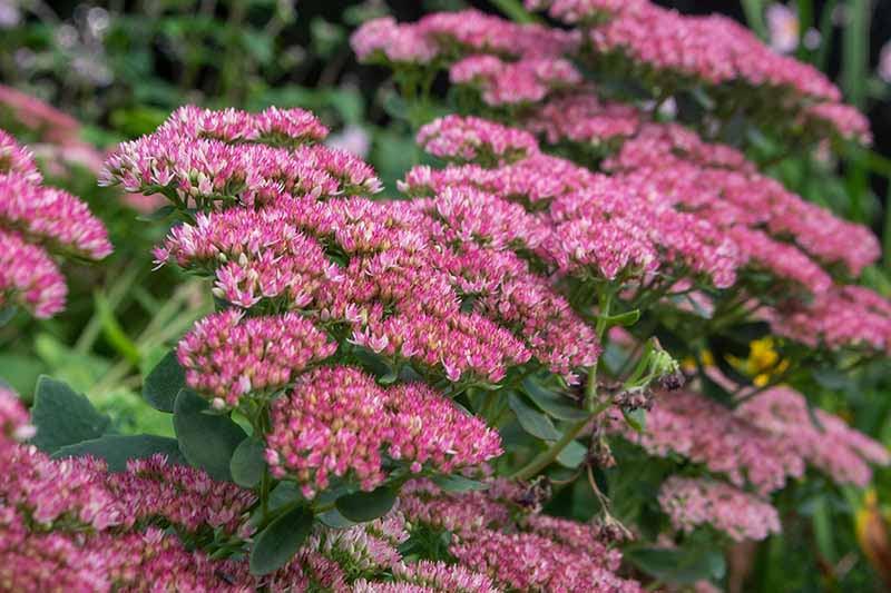 A close up horizontal image of the flowers of 'Autumn Joy' sedum growing in the garden.