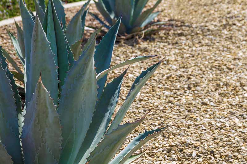 A horizontal image of blue agave growing in a rock garden.