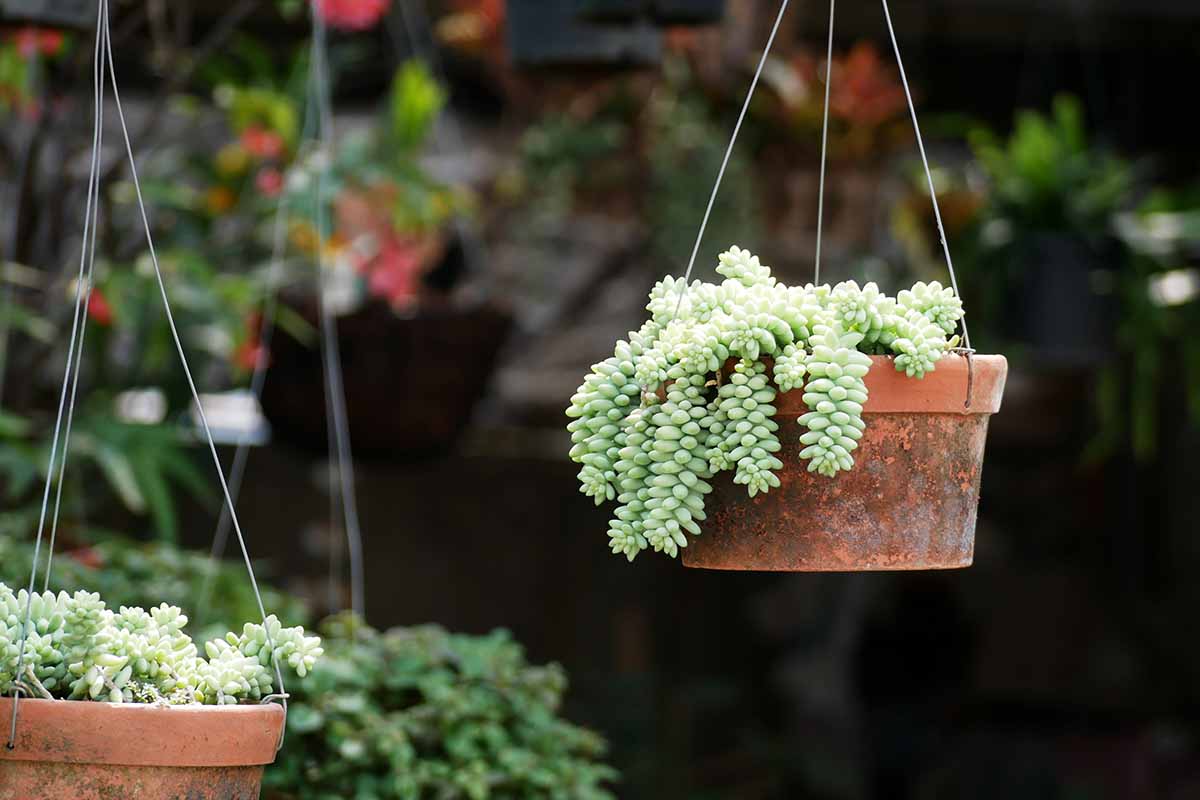 A close up horizontal image of Sedum morganianum plants growing in hanging pots pictured on a soft focus background.