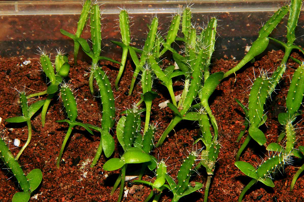 A close up horizontal image of small Selenicereus seedlings growing in dark rich soil.
