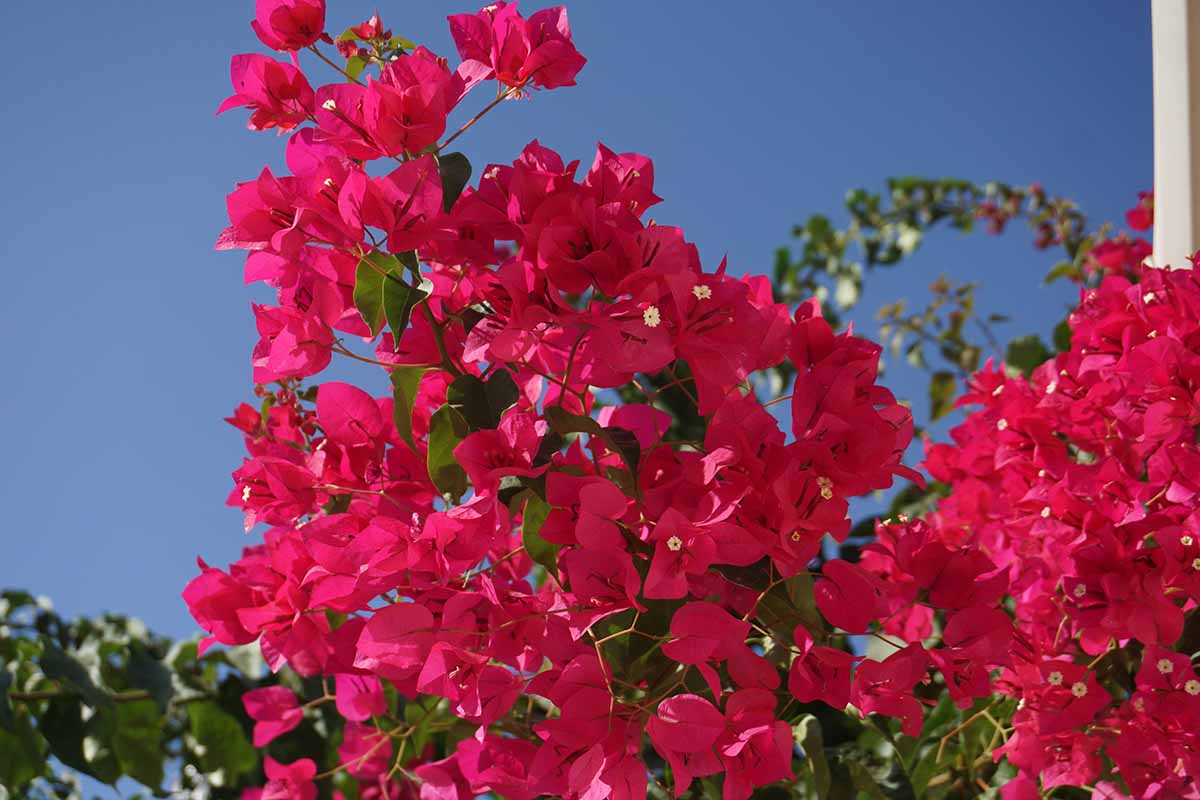 A close up horizontal image of 'Barbara Karst' bougainvillea flowers pictured on a blue sky background.