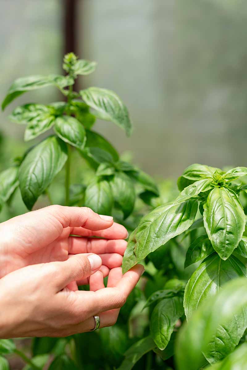 A close up vertical image of two hands from the left of the frame picking basil leaves from a potted plant growing in a greenhouse.