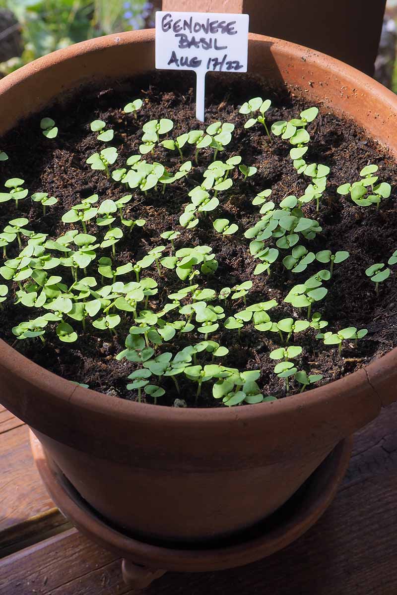 A close up vertical image of a terra cotta pot with basil seedlings pushing through the dark, rich soil.