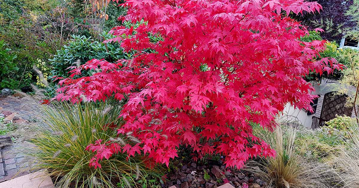 Image of Coral bells companion plants for red maple tree