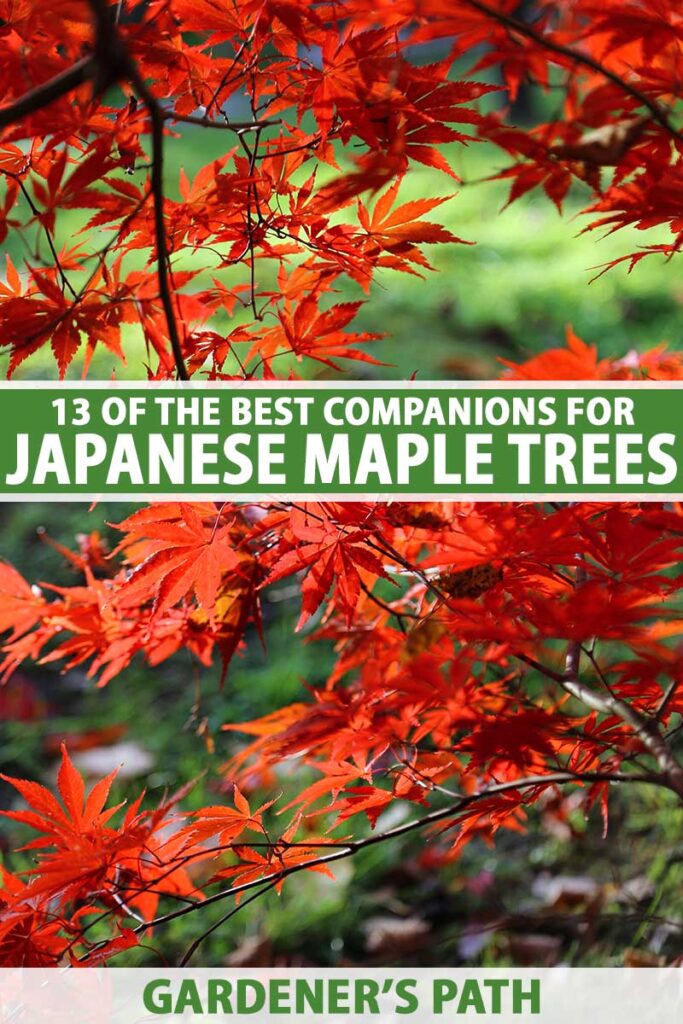 13 of the Best Companion Plants for Japanese Maple Trees