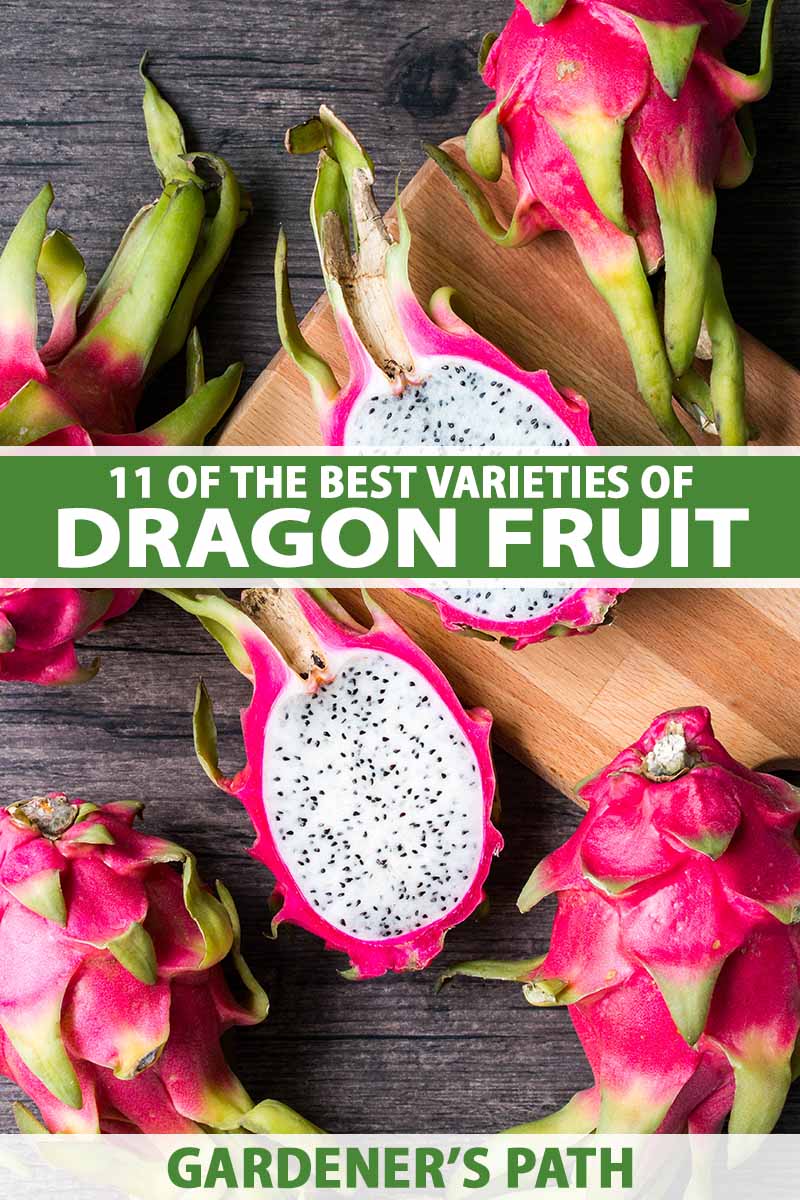 A close up vertical image of dragon fruits, whole and cut in half, set on a wooden chopping board. To the center and bottom of the frame is green and white printed text.