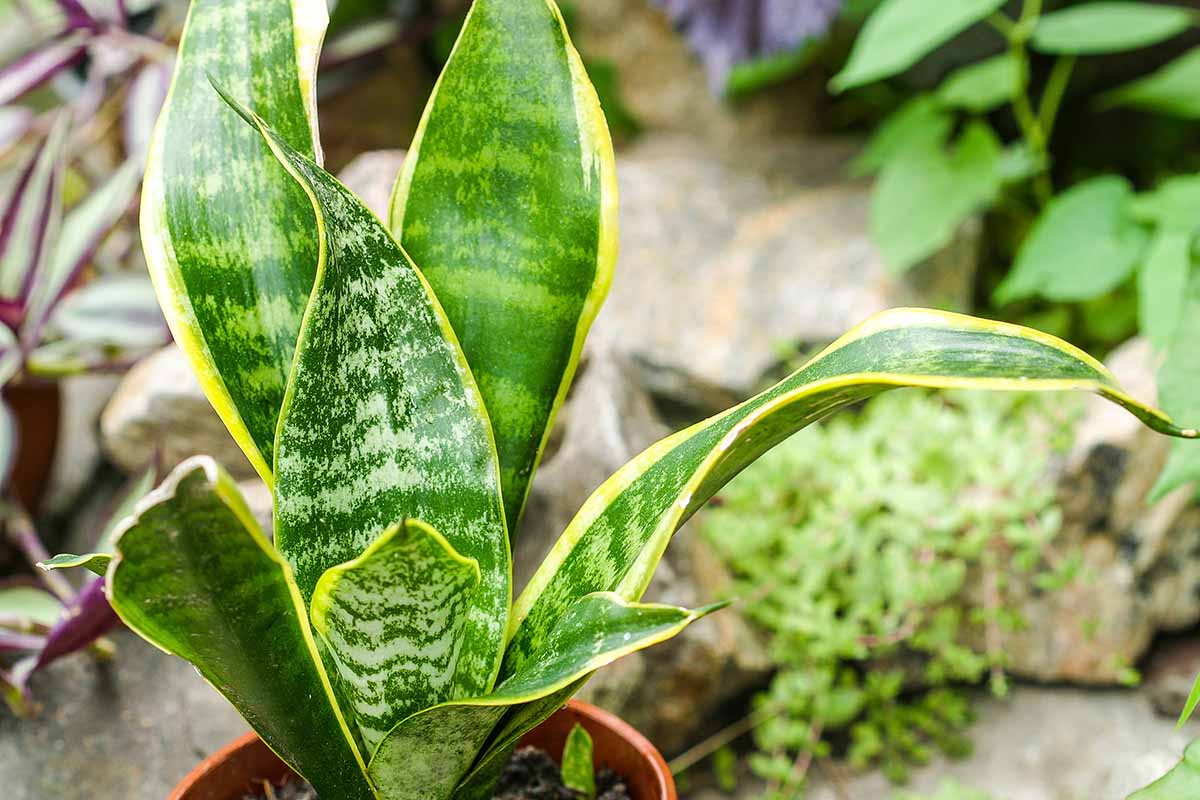 A close up horizontal image of a snake plant growing in a pot set outdoors in a rock garden.