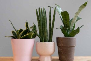 A close up horizontal image of three different types of snake plants growing in pots indoors set on a wooden surface.