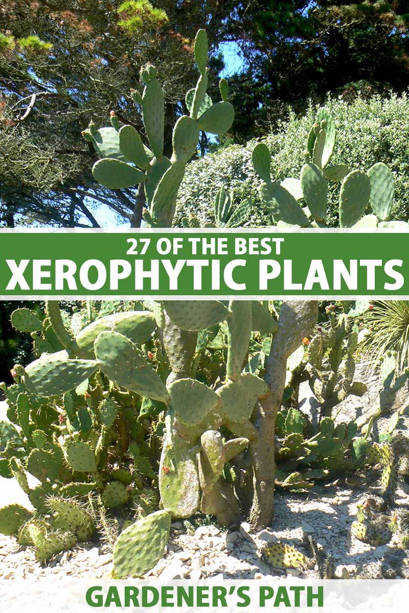 A vertical image of a cactus growing in a xerophytic landscape with a variety of other plants pictured in bright sunshine. To the center and bottom of the frame is green and white printed text.