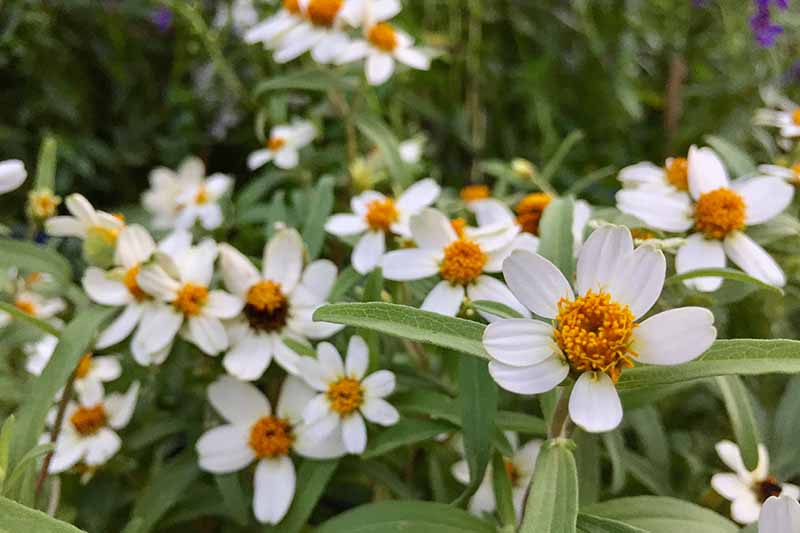 A close up horizontal image of blackfoot daisies growing in the garden.
