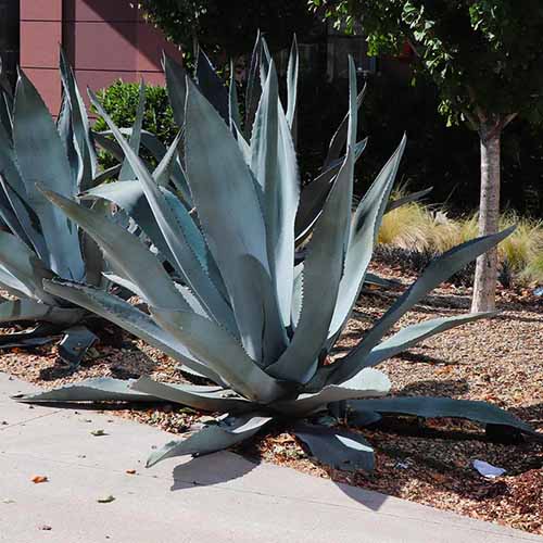 A close up square image of a blue American agave plant growing in a garden border.
