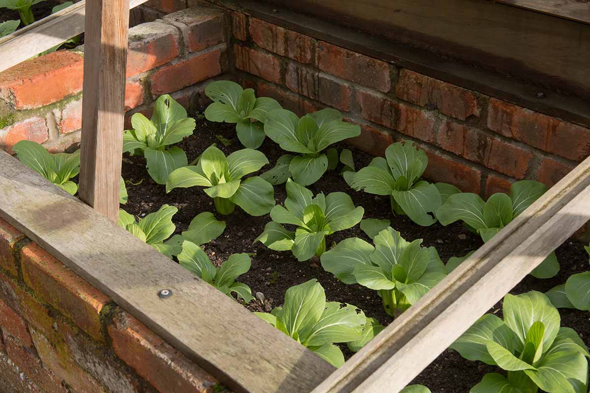 A close up horizontal image of bok choy growing in a brick cold frame pictured in light sunshine.