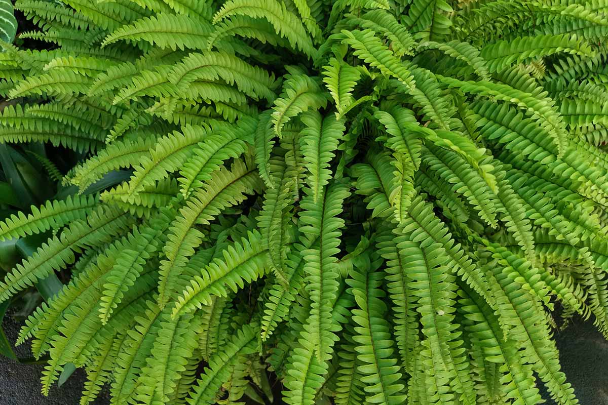 A close up horizontal image of the foliage of a large Boston fern growing outdoors.