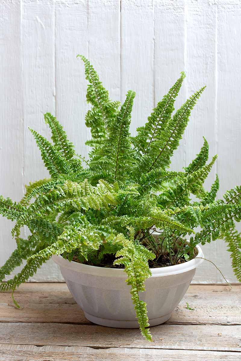A close up vertical image of a Boston fern growing in a small white pot set on a wooden surface.
