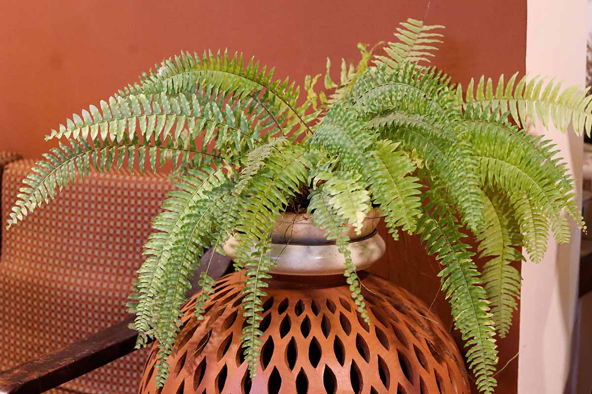 A horizontal image of a Boston fern growing in a small terra cotta pot set on a decorative side table.