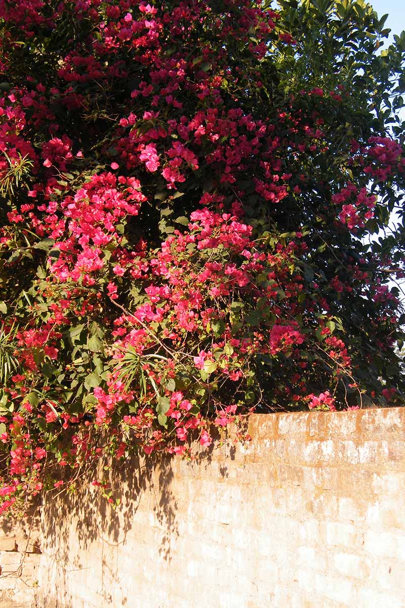 A vertical image of a large bougainvillea plant cascading over a brick wall.