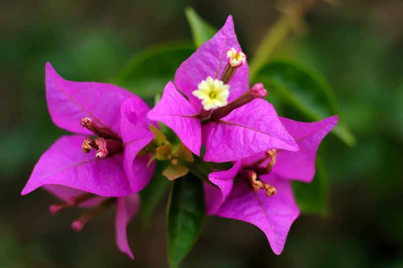 A close up horizontal image of bright pink bougainvillea flowers pictured on a soft focus background.