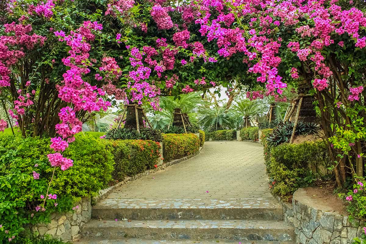 A horizontal image of a lush tropical garden with a walkway through it and pink bougainvillea growing over an arbor.