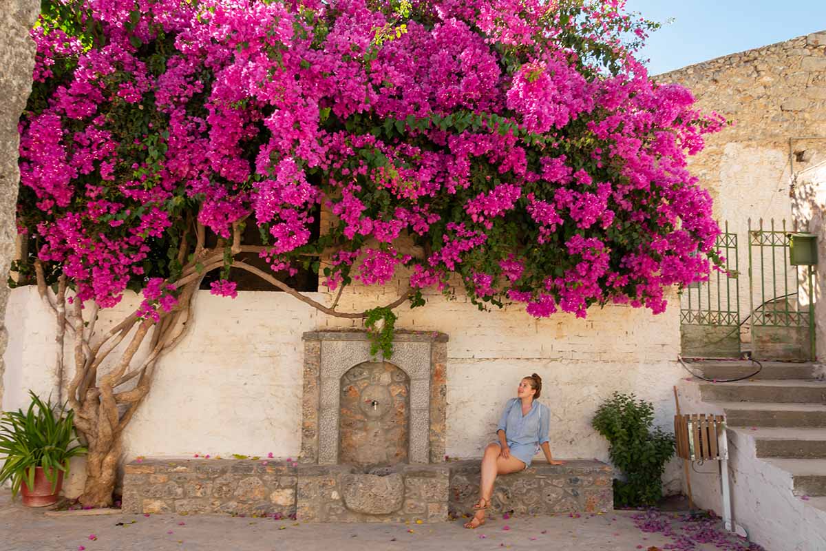 A horizontal image of a person sitting on a stone step underneath a large pink bougainvillea plant.