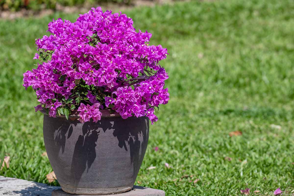 A close up horizontal image of a purple bougainvillea plant growing in a ceramic pot pictured in bright sunshine with a lush green lawn in the background.