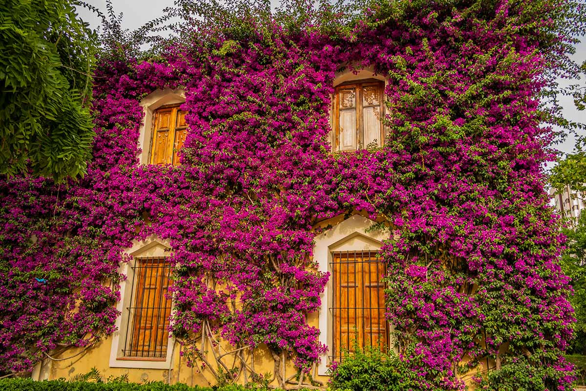 A horizontal image of a Spanish building covered with large pink bougainvillea vines.