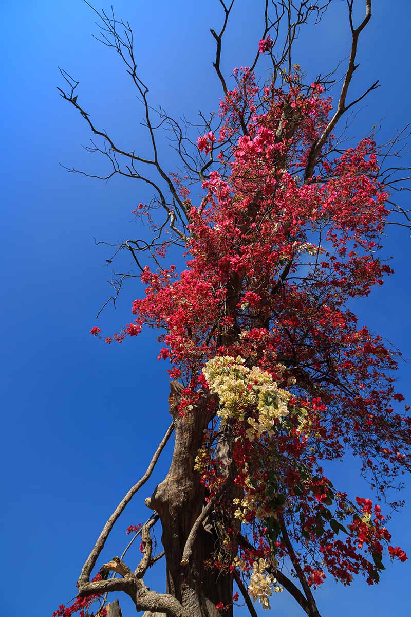 A vertical image of a flowering bougainvillea plant pictured from below on a blue sky background.