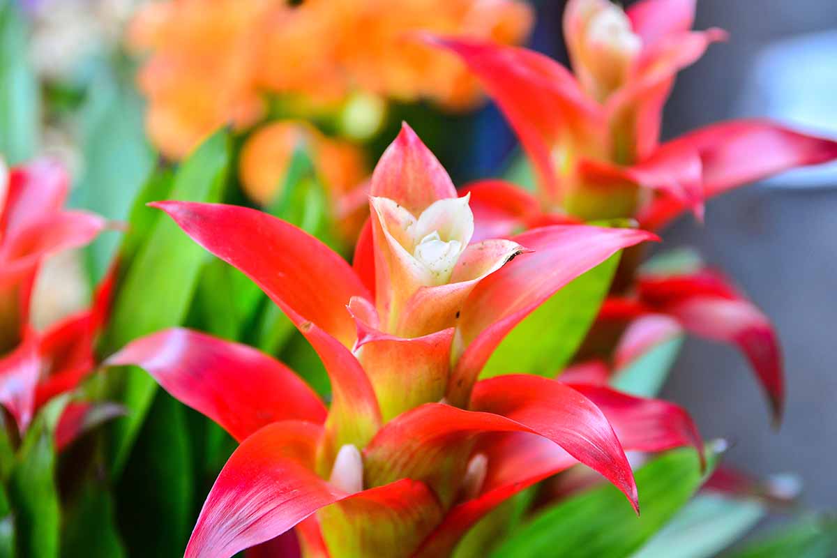 A close up horizontal image of a bright red bromeliad flower pictured on a soft focus background.