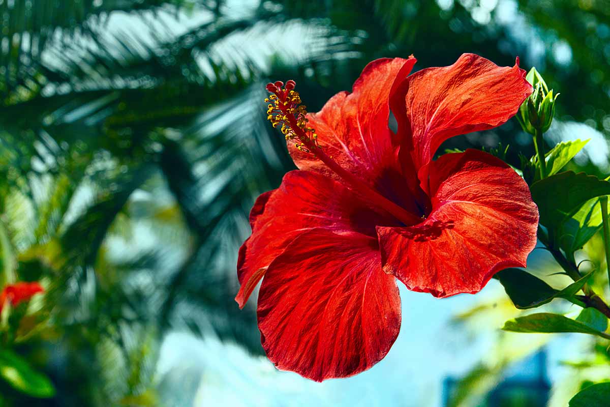 A close up horizontal image of a bright red tropical hibiscus flower growing in the garden pictured on a soft focus background.