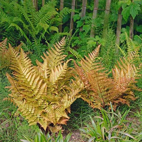 A square image of 'Brilliance' autumn ferns growing in a shady location.