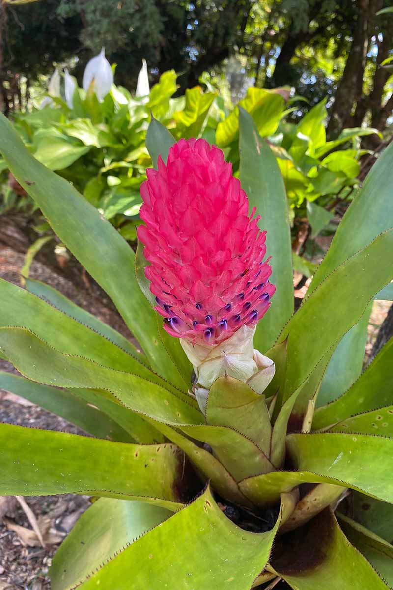 A close up vertical image of a bright pink bromeliad flower growing in the garden pictured on a soft focus background.