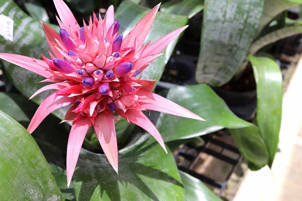 A close up horizontal image of a pink and purple bromeliad flower pictured in light sunshine.
