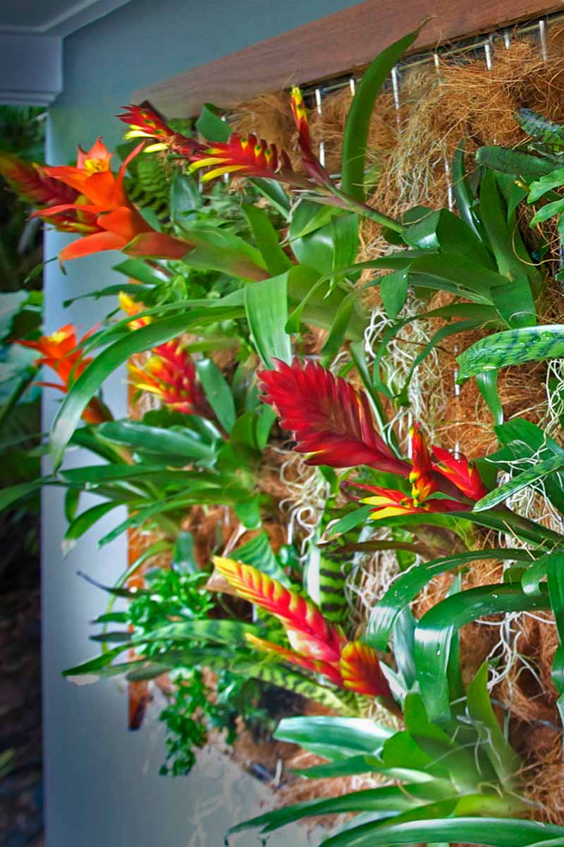 A close up vertical image of a "living wall" with orange and red bromeliads growing vertically.