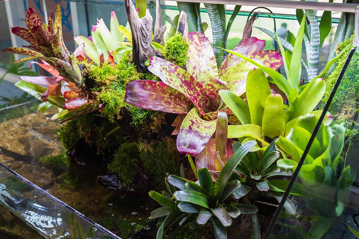 A close up of a variety of different bromeliads growing in a terrarium indoors.