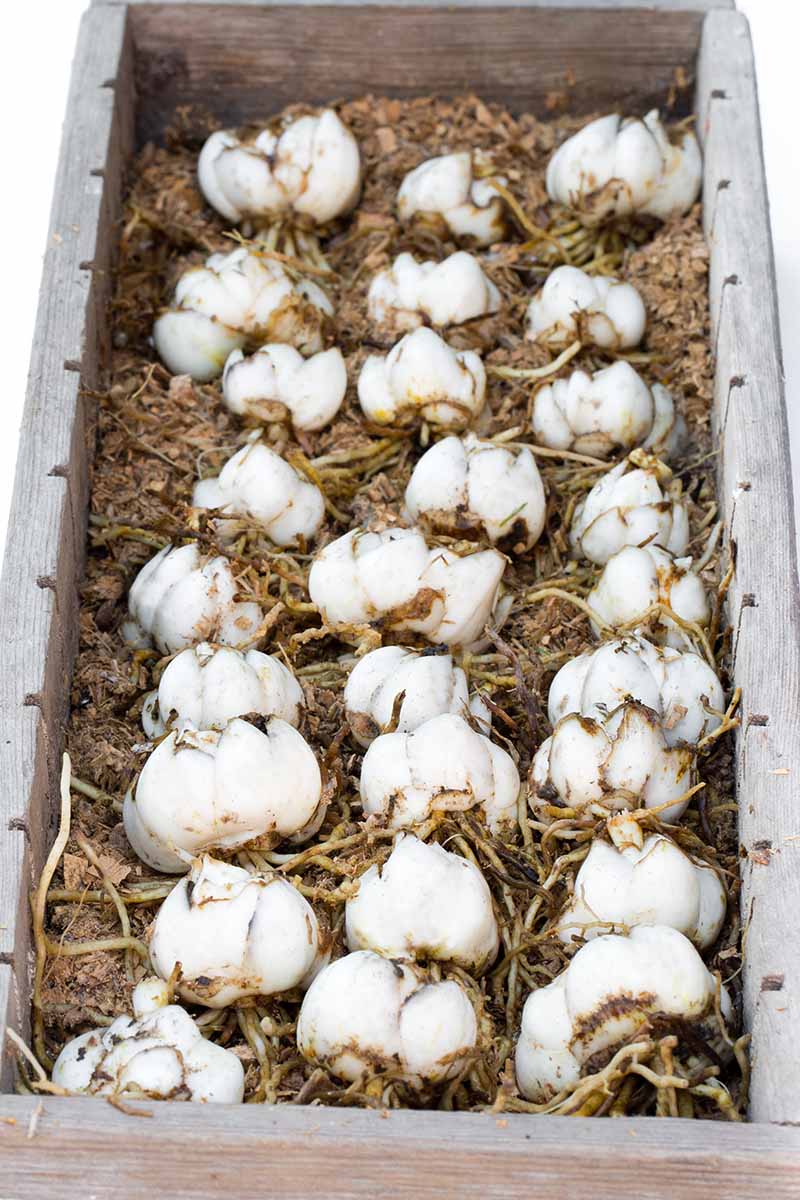 A close up vertical image of bulbs set in a wooden crate for winter storage.