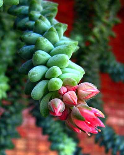 A close up vertical image of the foliage and flowers of a burro's tail succulent plant pictured on a soft focus background.
