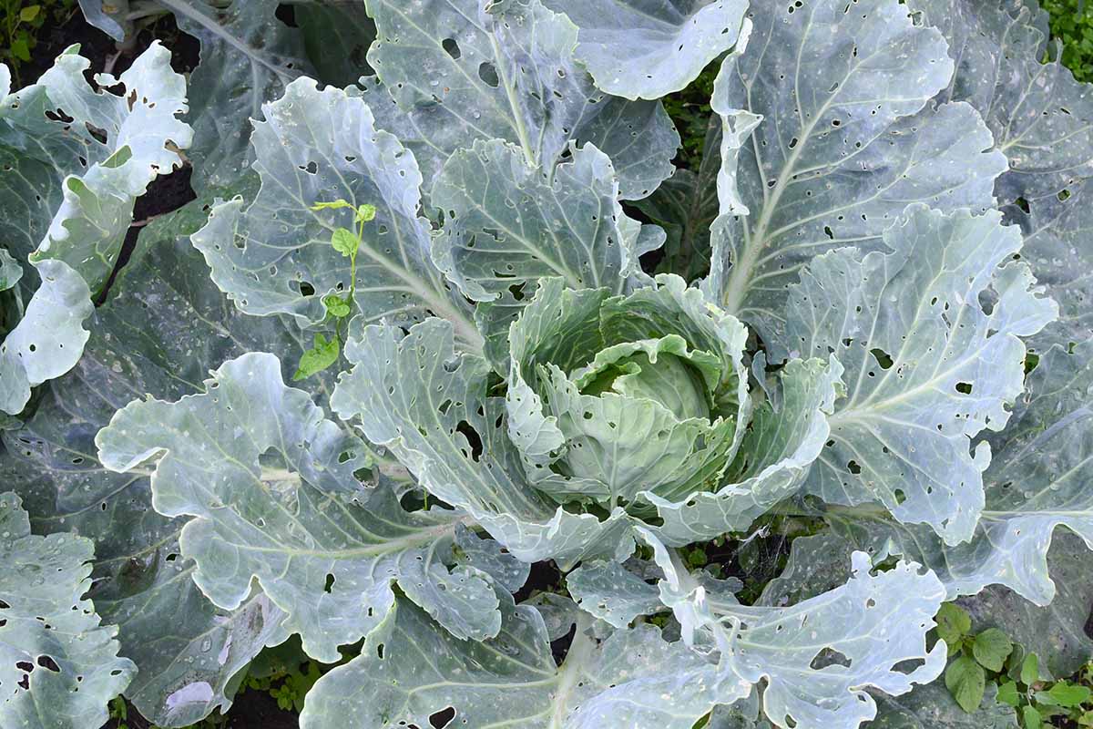 A close up horizontal image of cabbage leaves with slug and caterpillar damage.
