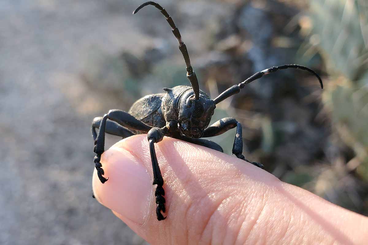A close up horizontal image of a cactus longhorn beetle perched on the top of a human finger pictured on a soft focus background.